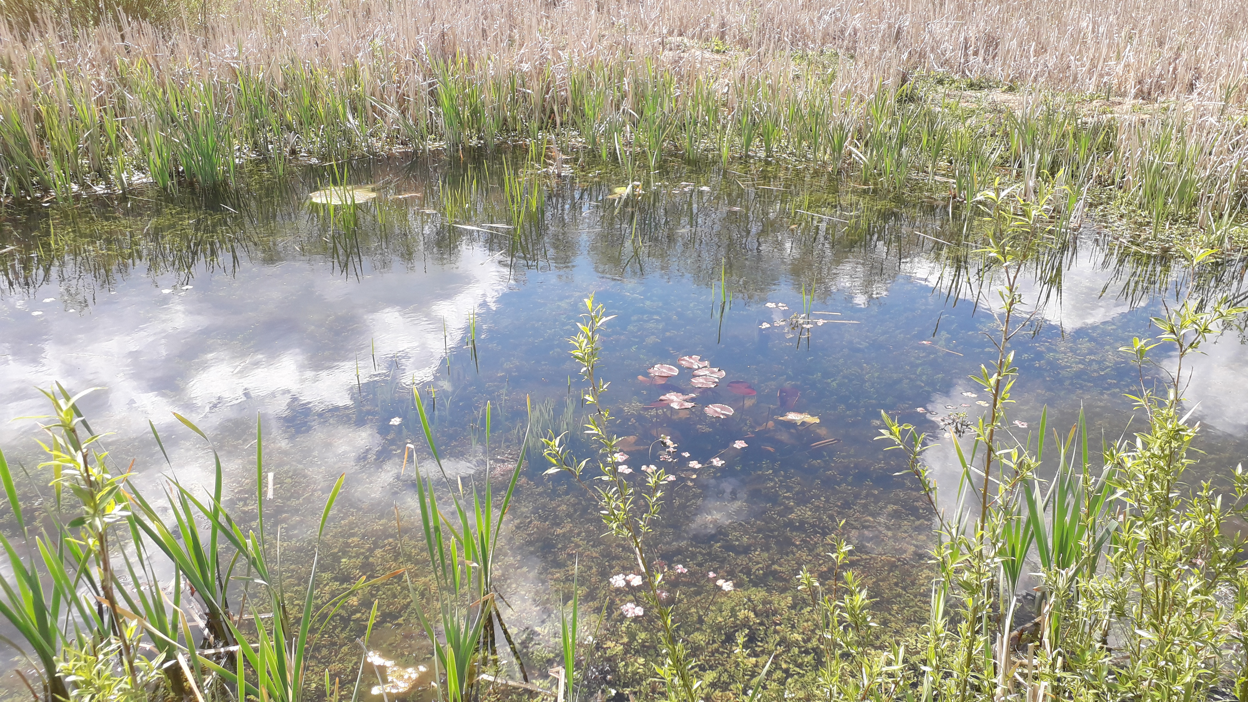 Picture showing one of the ponds that were installed as part of the Sheffield Grey to Green wetland corridor project