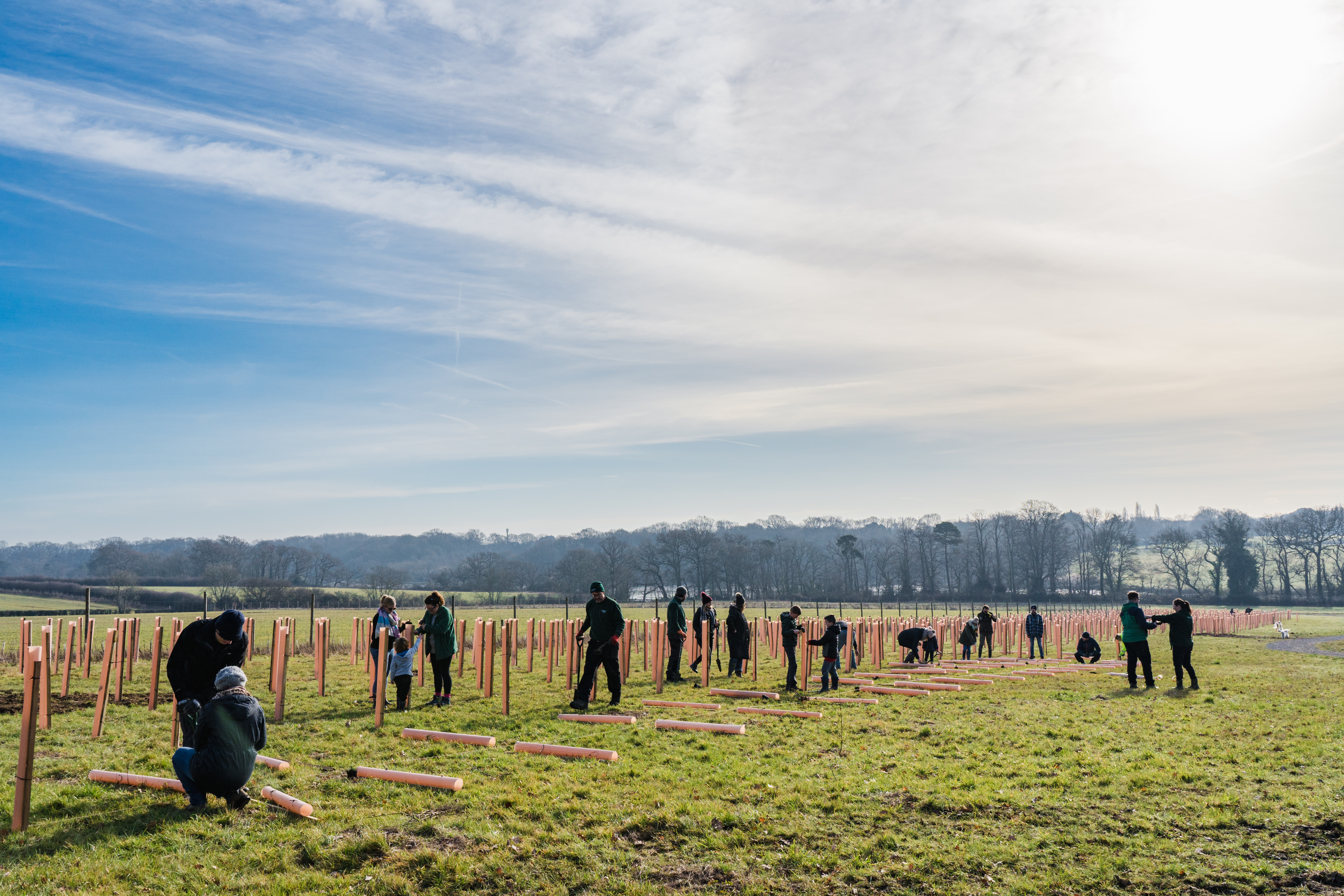 Tree planting in Hampshire