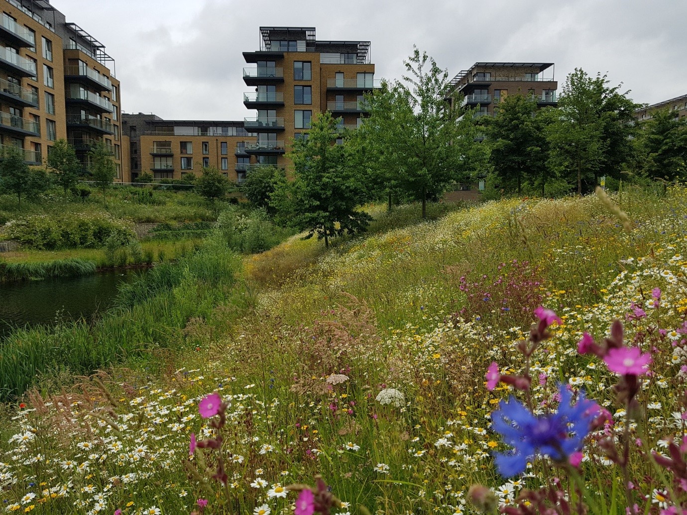 Picture of biodiverse grassland and tree planting with housing in background at Kidbrooke Village in southeast London