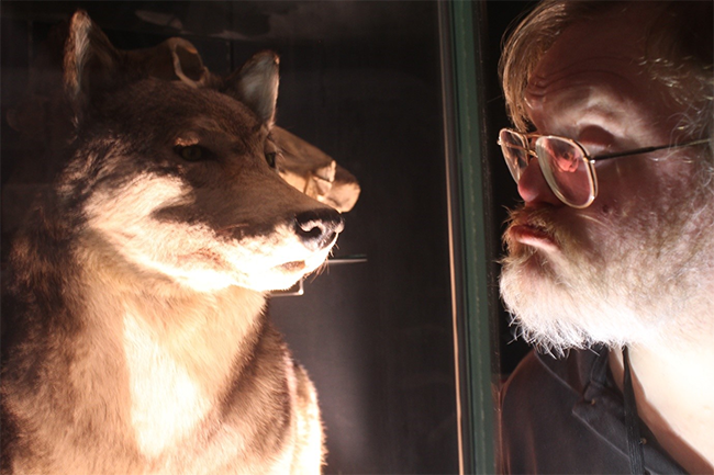 A taxidermied Wolf stares out of a glass case at Weston Park Museum whilst Ben, an artist from The Professors, puts his face up to the glass and stares back into the eyes of the Wolf
