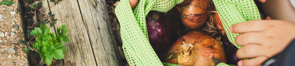 hands holding a green net bag open to reveal fresh onions and potatoes harvested from an alotment