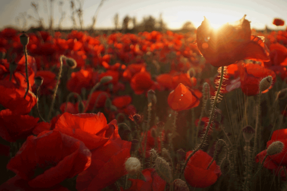 Poppies
