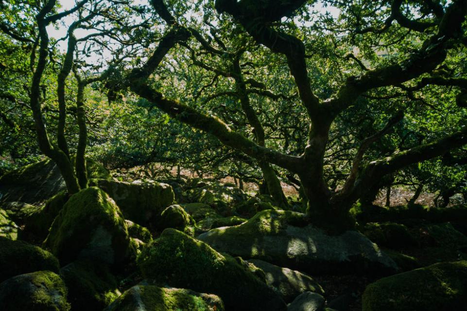 Tree and rocks in Yelverton Dartmoor