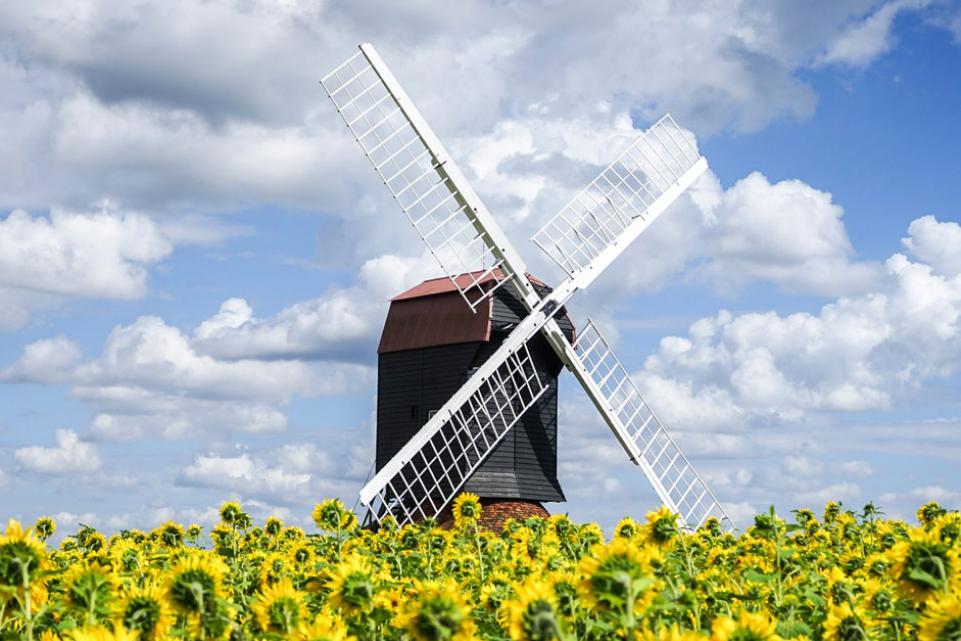 Windmill in field of sunflowers, Bedford 941 x 641px